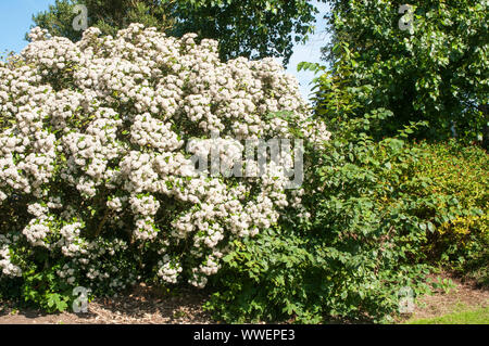 Olearia x haastii Daisy Bush in corymbs voll von weißen Blüten eine immergrüne Staude Strauch, der an der Küste ist ideal für Hecken und voll hardyHor abgedeckt Stockfoto