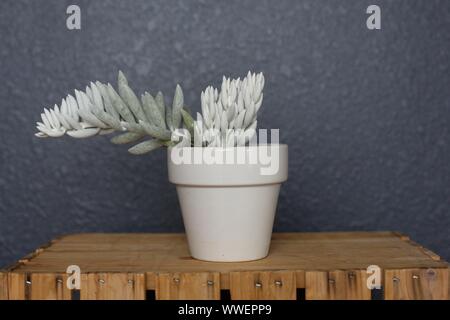 Senecio haworthii "cocoon Werk "sukkulente Zimmerpflanze in einem weißen Topf. Stockfoto