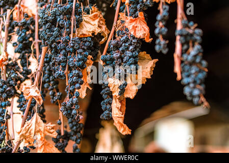 Rote Trauben trocknen Bündel mit Blättern Holding in Dessert Wein gemacht werden Stockfoto