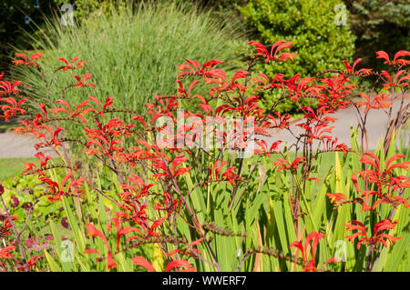 Ein Büschel von Crocosmia crocosmiliflora Montbretia mit orange rote Blumen in voller Blüte im Sommer Stockfoto