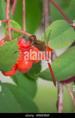 Einen männlichen Aeshna vicinum, Yellow-legged Meadowhawk, oder im Herbst Meadowhawk Dragonfly - ein Mitglied der Familie Libellulidae auf Beeren eines amerikanischen Mou Stockfoto