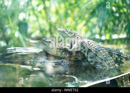 Baby Krokodile in einem Tank Stockfoto