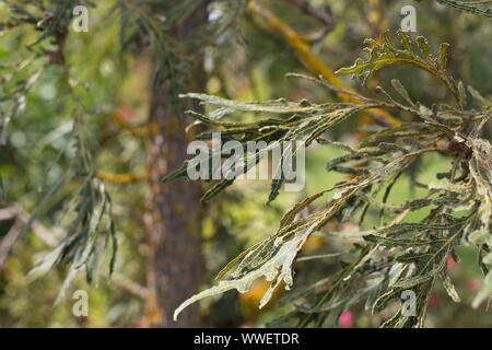 Quercus dentata 'Dioicus'. Stockfoto