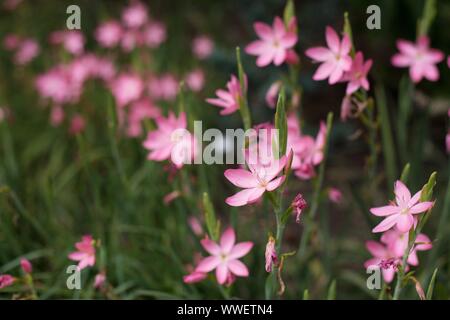 Zephyranthes Robusta - Regen lily pink. Stockfoto