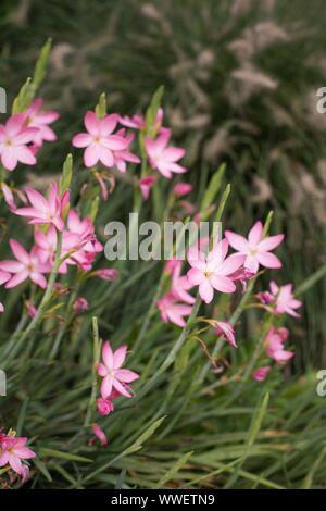 Zephyranthes Robusta - Regen lily pink. Stockfoto