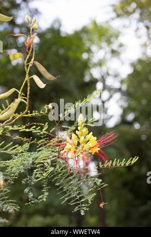 Caesalpinia cordata - Paradiesvogel Strauch. Stockfoto