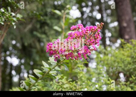 Lagerstroemia indica x fauriei 'Zuni'. Stockfoto