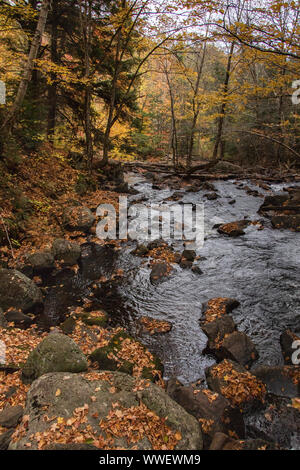 Schönen Herbst Szene eines Rocky River von Wald in Algonquin Park umgeben. Stockfoto