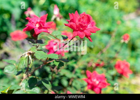 Nahaufnahme der Ringelblume Blüten mit leuchtend orangefarbenen und roten Farben. Stockfoto