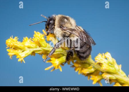 Eine gemeinsame Östlichen Hummel (Bombus Impatiens) Sitzstangen auf einem goldrute Blume. Stockfoto