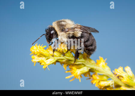 Eine gemeinsame Östlichen Hummel (Bombus Impatiens) Sitzstangen auf einem goldrute Blume. Stockfoto