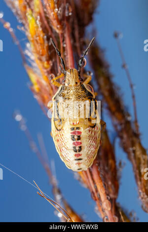 Ein Tau - überdachte Reis stinken Bug (Oebalus pugnax) Nymphe Sitzstangen auf Schilf (Phragmites australis) in den frühen Morgen. Stockfoto