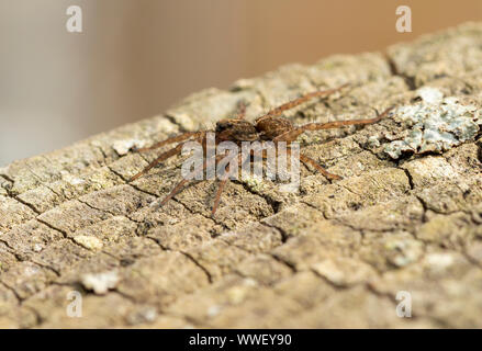 Wolf Spider (Pardosa sp.) Auf einem fencepost. Devon, UK. Stockfoto