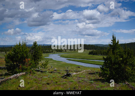 Yellowstone National Park im Sommer auf dem Scenic Car Loop Kreisverkehr Stockfoto