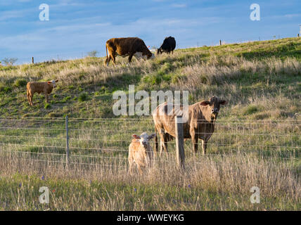 Texas Rinder grasen auf einem Hügel bei Sonnenuntergang Stockfoto