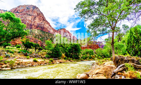 Massive Rot-, Rosa- und Cremefarbenen Sandsteinfelsen gesehen von der Pa'rus Trail entlang und über den Virgin River im Zion National Park, UT, USA folgt Stockfoto