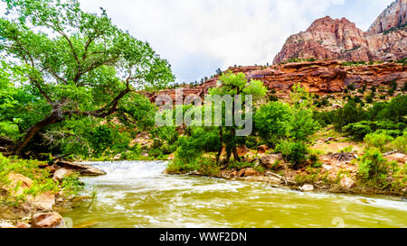 Massive Rot-, Rosa- und Cremefarbenen Sandsteinfelsen aus der Pa'rus Trail gesehen, wie es entlang und über den Virgin River im Zion National Park, UT, USA folgt Stockfoto