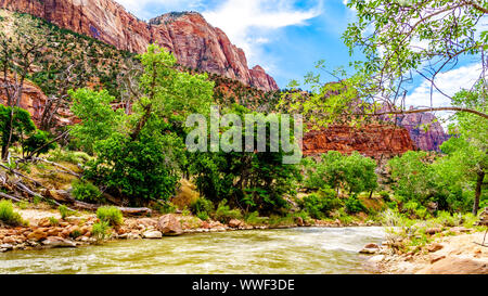 Massive Rot-, Rosa- und Cremefarbenen Sandsteinfelsen aus der Pa'rus Trail gesehen, wie es entlang und über den Virgin River im Zion National Park, UT, USA folgt Stockfoto