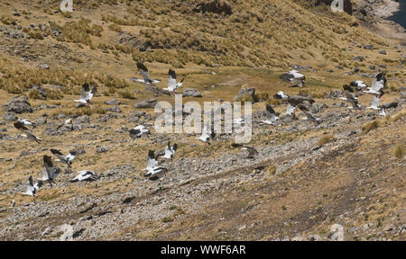 Andine Gänse (Neochen melanoptera) in flightat Sees Viconga in der Cordillera Huayhuash, Ancash, Peru Stockfoto