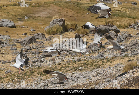 Andine Gänse (Neochen melanoptera) in flightat Sees Viconga in der Cordillera Huayhuash, Ancash, Peru Stockfoto