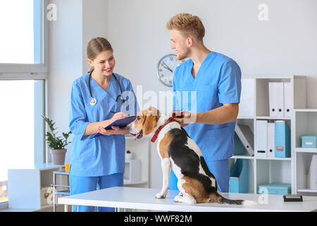 Tierärzte Prüfung niedlichen Hund in der Klinik Stockfoto