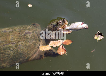 Schnappschildkröte, Chelydra serpentina, die tote weiße Krappie in Maryland ergreift Stockfoto