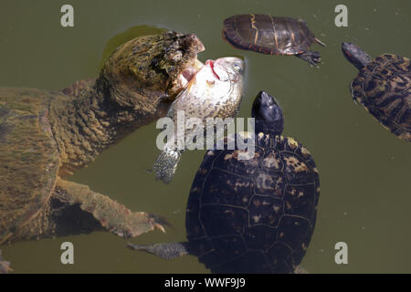 Schnappschildkröte, Chelydra serpentina, mit roten Slidern und bemalter Schildkröte, Maryland, in tote weiße Krappie zu greifen Stockfoto