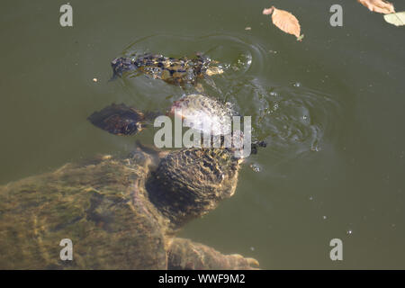 Schnappschildkröte, Chelydra serpentina, die tote weiße Krappie in Maryland ergreift Stockfoto