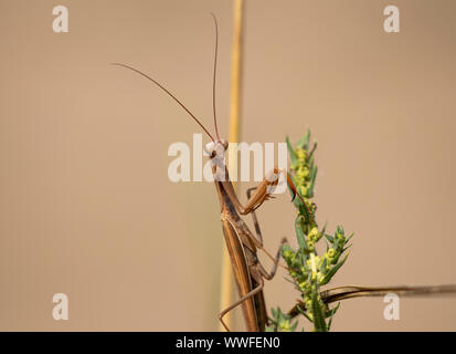 Braun Gottesanbeterinnen (Mantodea) Colorado, USA Stockfoto