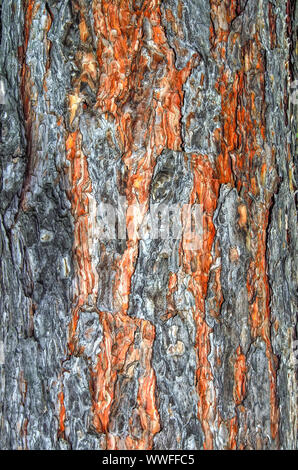Pine Tree bark Textur close up - natürliche Hintergrund. Robuste Oberfläche von Pine Tree Trunk mit hellbraunen Kambium. In der Medizin, Kosmetik, Garde Stockfoto