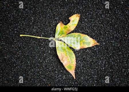 Gelbe Blätter auf schwarzem Hintergrund. Herbst Hintergrund. Stockfoto