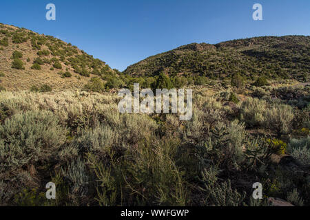 Arroyo Hondo in der Nähe von Rio Grande, Taos County, New Mexico, USA Stockfoto