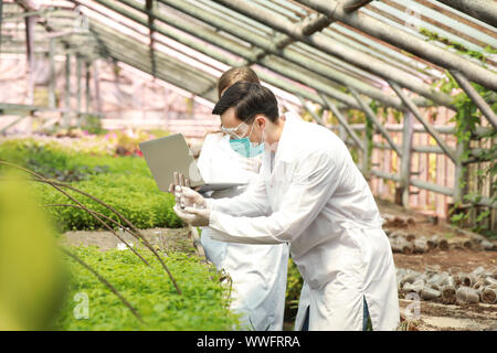 Junge Agraringenieure arbeiten im Gewächshaus Stockfoto