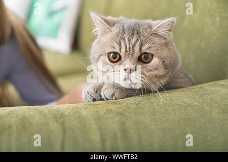 Nette lustige Katze auf Sofa zu Hause Stockfoto