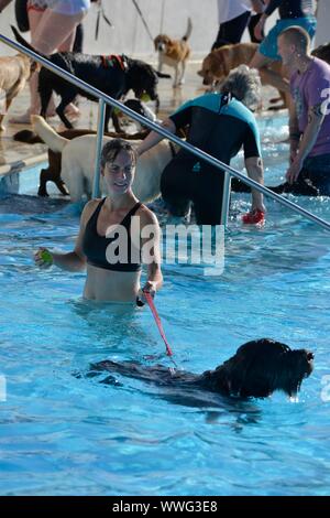 Jährliche Hund schwimmen Saltdean Lido, Brighton 14/09/2019 Das Ende der Saison, wenn der Besitzer kann Schwimmen mit ihren Hunden in einem offenen öffentlichen Pool Stockfoto