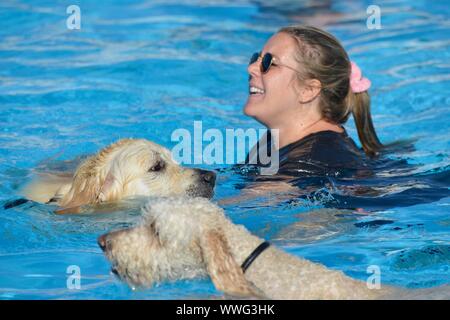 Jährliche Hund schwimmen Saltdean Lido, Brighton 14/09/2019 Das Ende der Saison, wenn der Besitzer kann Schwimmen mit ihren Hunden in einem offenen öffentlichen Pool Stockfoto