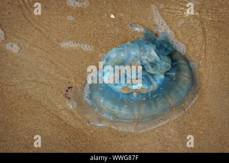 Nach oben rund und blau 'Cyanea Lamarckii' Quallen am Strand im Norden der Niederlande Litze Stockfoto