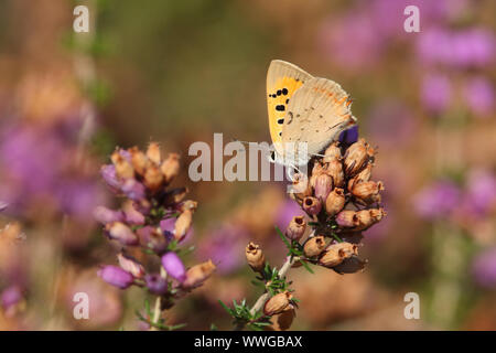 Eine hübsche kleine Kupfer Lycaena phlaeas, Schmetterling, hocken auf einem Heidekraut Blume. Stockfoto