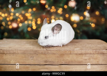 Happy Chinese New Year 2020 Jahr der Ratte. Portrait von niedlichen weißen chinchillaon der Hintergrund der Weihnachtsbaum im Licht, Symbol des neuen Jahres Stockfoto