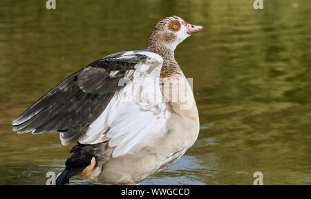 Nilgans (Alopochen Aegyptiaca) in einem See seine Flügel in Karlsruhe, Deutschland Stockfoto