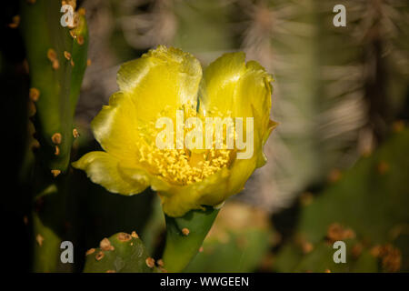 In der Nähe von hellen gelben Kaktusblüte Stockfoto