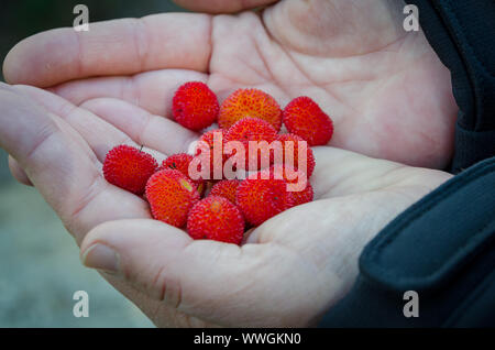 Der Erdbeerbaum, Frucht der Strauch als "Arbutus unedo ' Stockfoto