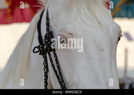 Weiß marwari Pferd Kopf Portrait an Pushkar Fair, Pushkar Kamel Mela in Rajasthan, Indien. Nahaufnahme Stockfoto