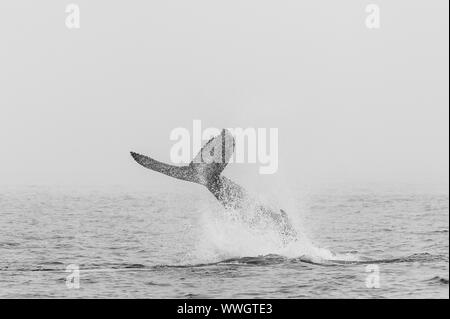 Der Schwanz einer Buckelwal - Megaptera novaeangliae -, die sich aus der Oberfläche des Ozeans, in der Nähe von Walvis Bay, Namibia. Stockfoto