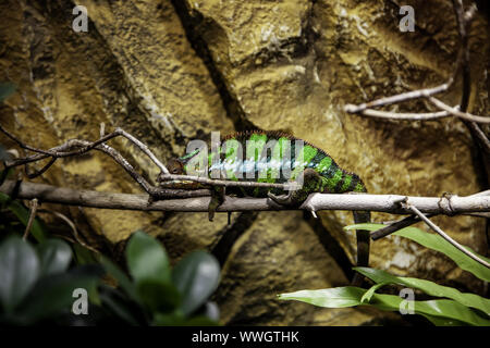 Chamäleon im Dschungel, exotischen Tieren detail Stockfoto