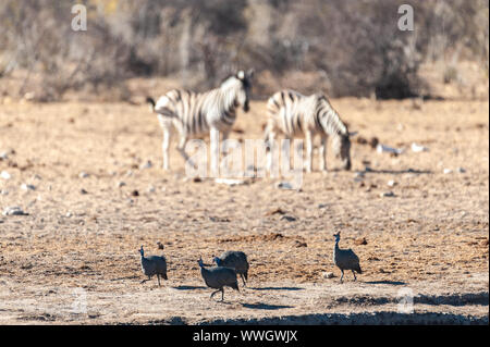 Vier behelmten Guineafowl - Numida meleagris - fouraging in der Nähe von einem Wasserloch im Etosha National Park, Namibia. Hier vor dem Hintergrund der Burchell Plains Zebras gesehen. Stockfoto