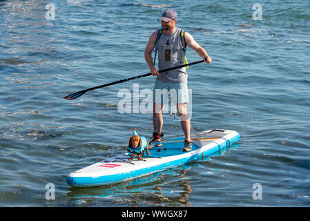 Dackel wurst Hund auf einem Paddle Board Surfbrett, das Tragen eines Shark Fin Schwimmweste. Paddel Boarder auf die Mündung der Themse an der Alten Leigh, Leigh-on-Sea Stockfoto