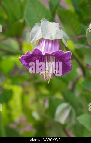 Cobaea Scandens Blume. Tasse und Untertasse Rebe. Stockfoto