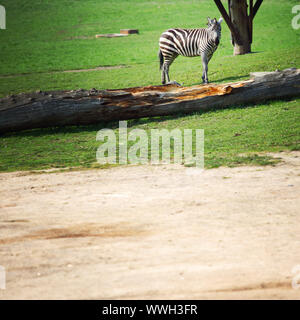 Zebra im Zoo hautnah Stockfoto