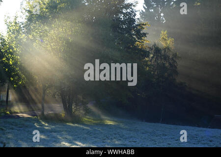 Bäume, Wald, Licht Stimmung, Deutschland, Schwarzwald, Schwarzwald, Deutschland Stockfoto